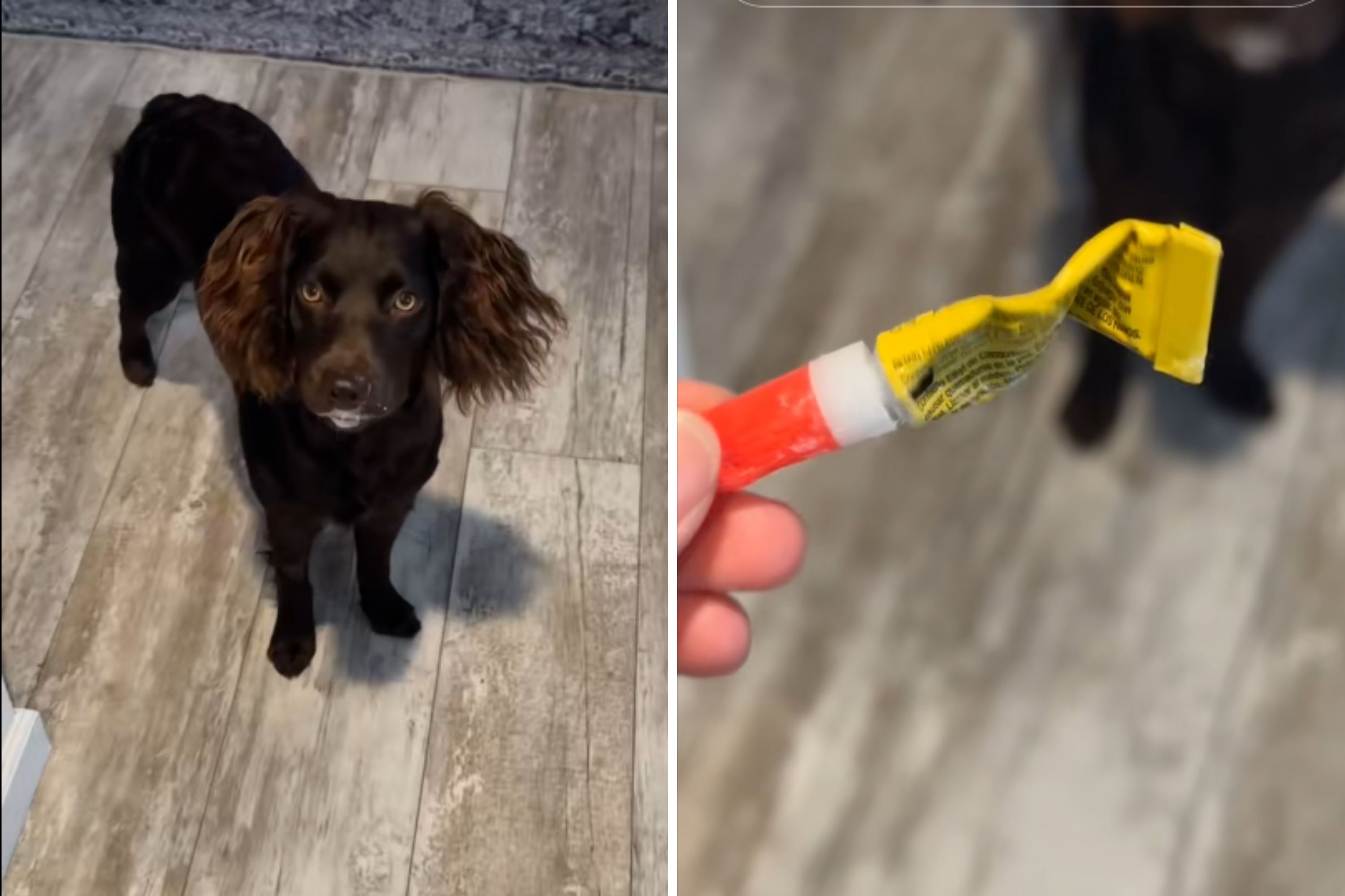 Spaniel Walks Toward Owner With Concerned Look—Shock at What’s on Her Mouth