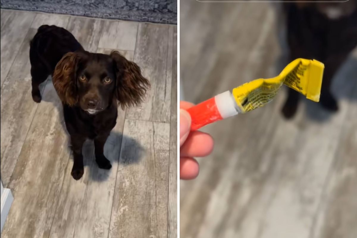 Dog's Super Glue Mishap Sparks Concern and Laughter