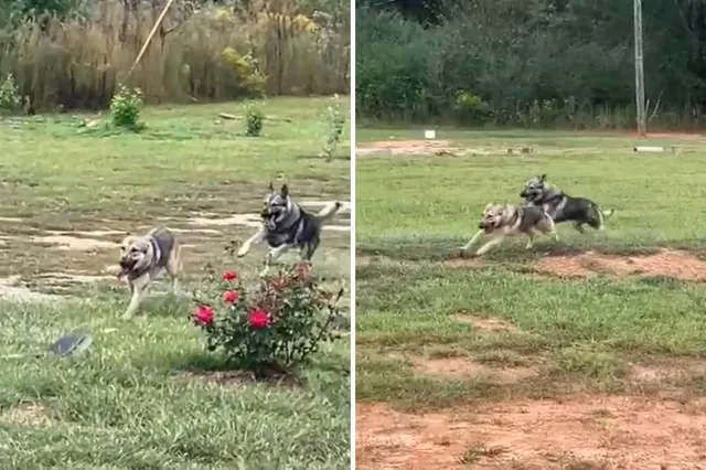 German shepherds running in yard