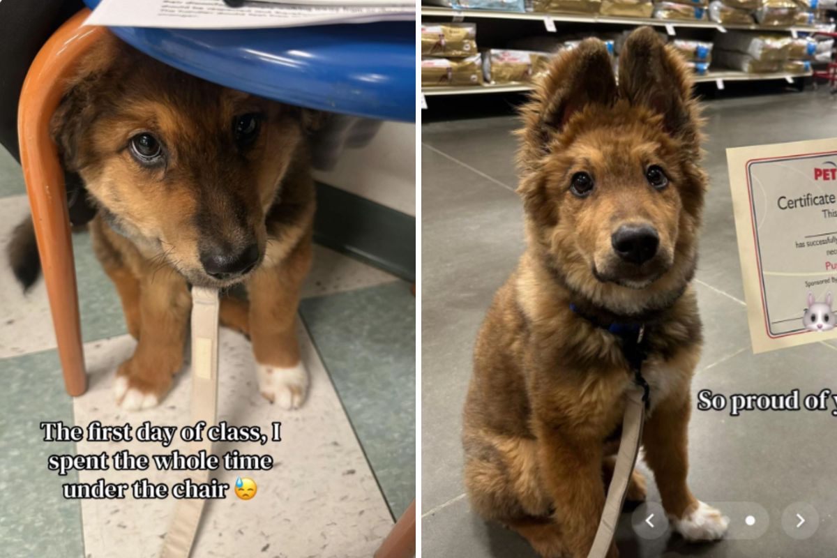 Owner reviews puppy's training-class photo—then realizes what it reveals