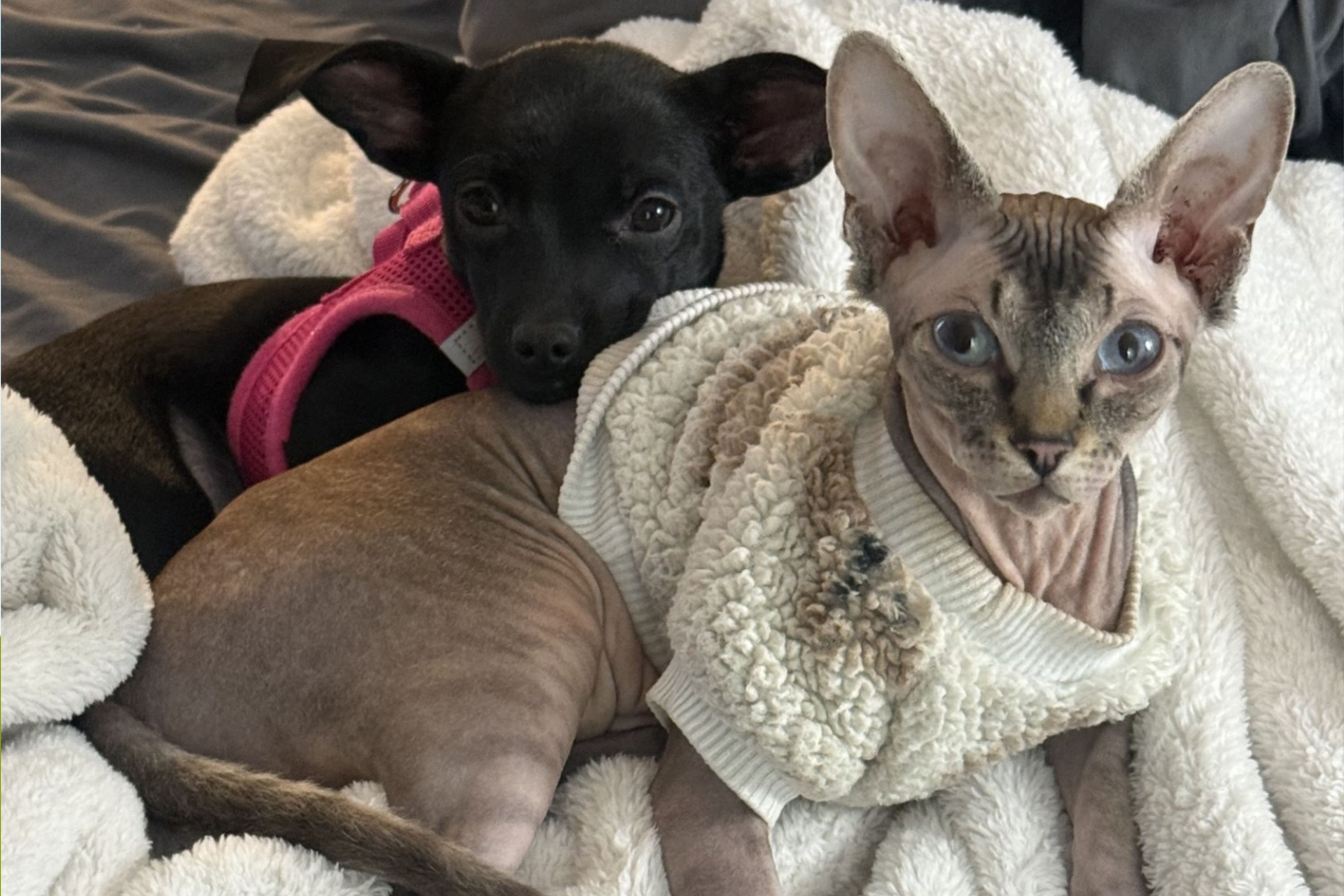 Chihuahua And Sphynx Cat Who Love to Cuddle-Wrestle Win Pet of the Week