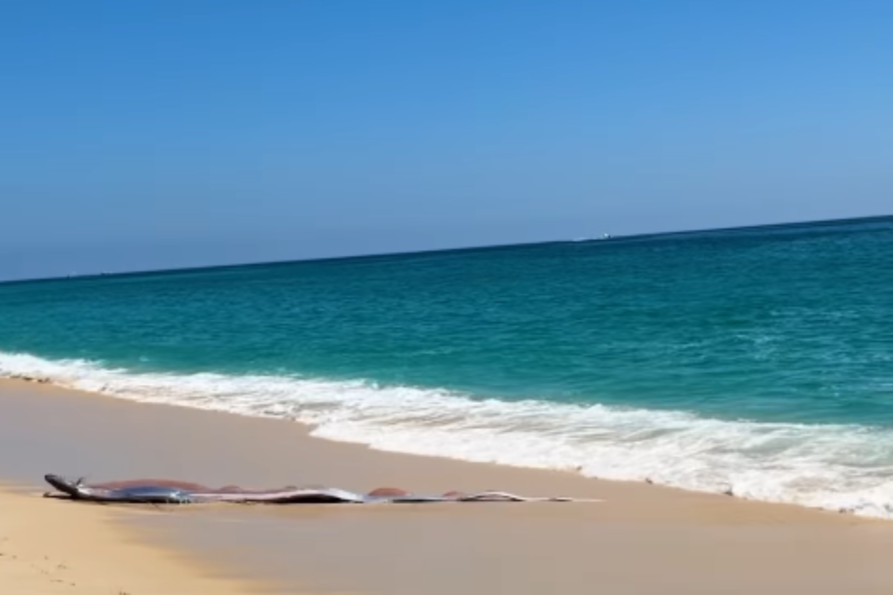 'Doomsday Fish' Wash Ashore in Mexico