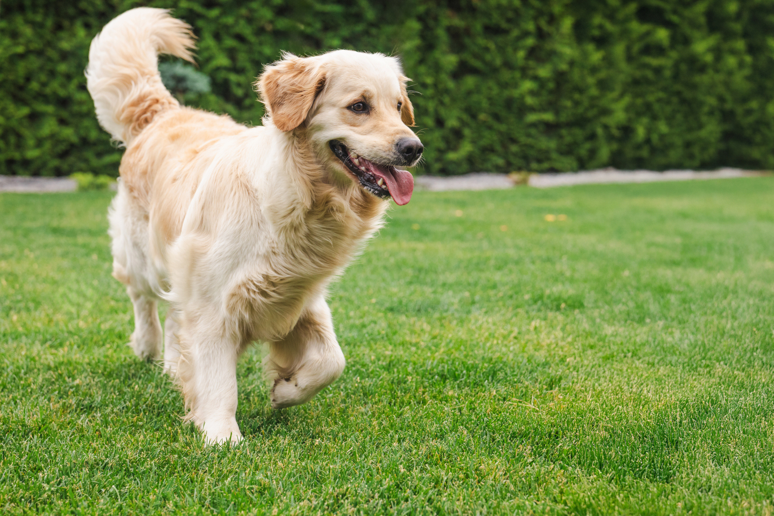 Owners Panic As Golden Retriever Starts Bleeding—Then Comes Realization
