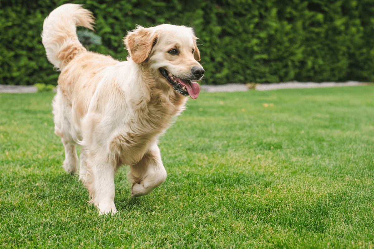 A Surprising Revelation: Golden Retriever Coco's First Heat Leaves Owners Stunned