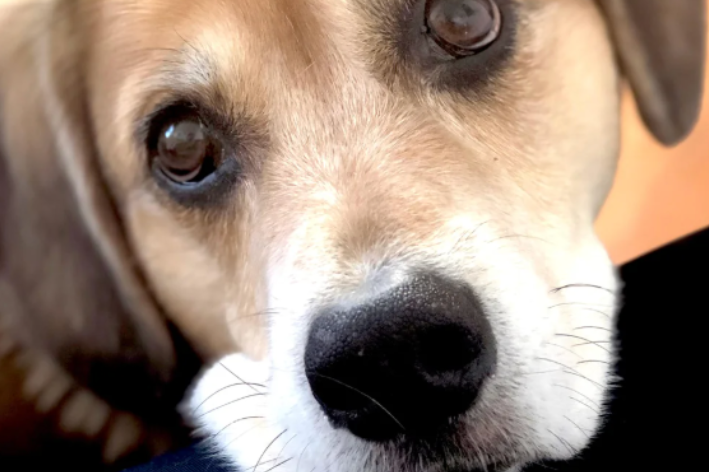 Owner Seeks Comfort Having Lost ‘Soul Dog’—Neighbor’s 7 Words Change Things