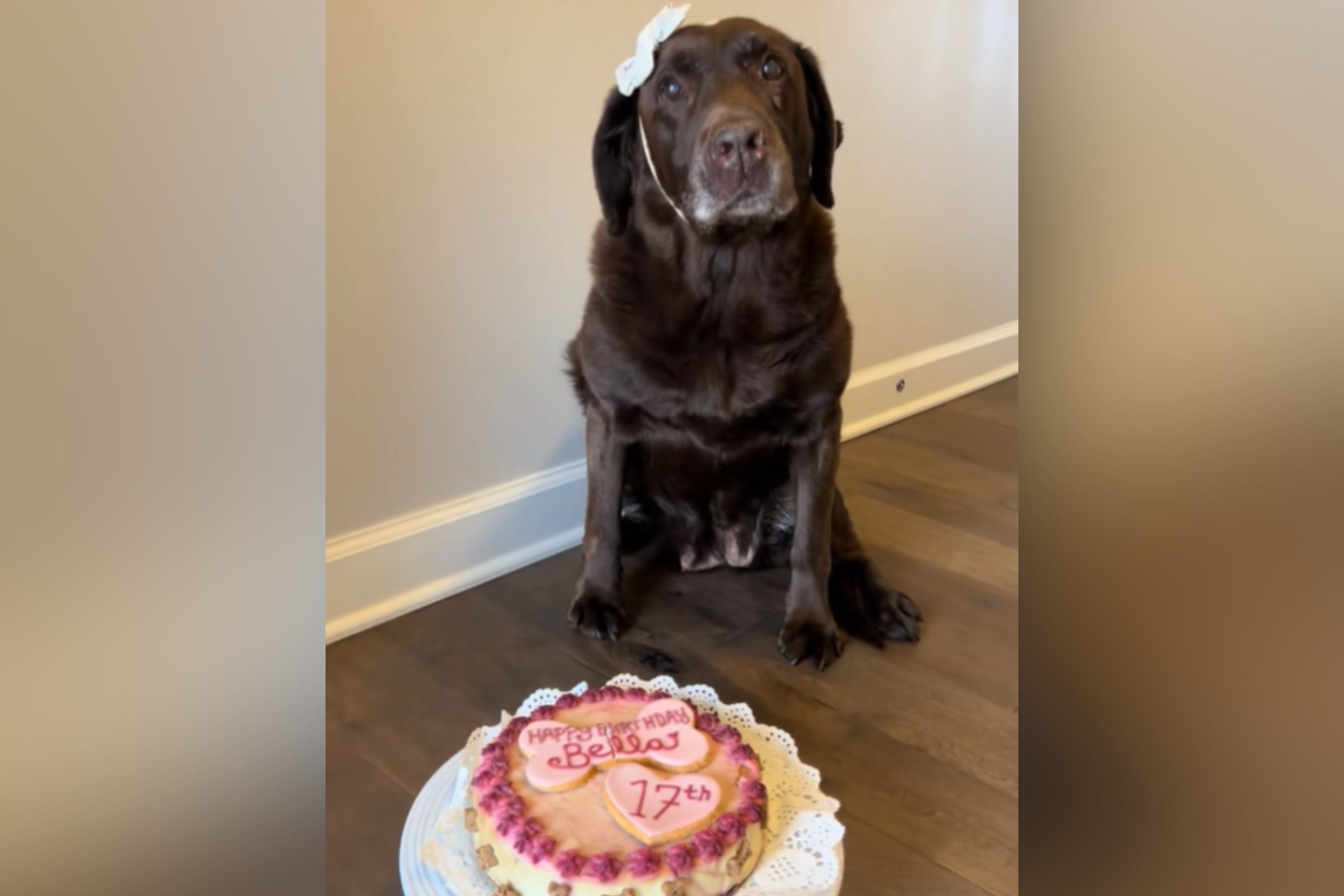 Hearts Melt at How Senior Dog Celebrates 17th Birthday: ‘I’m Crying’