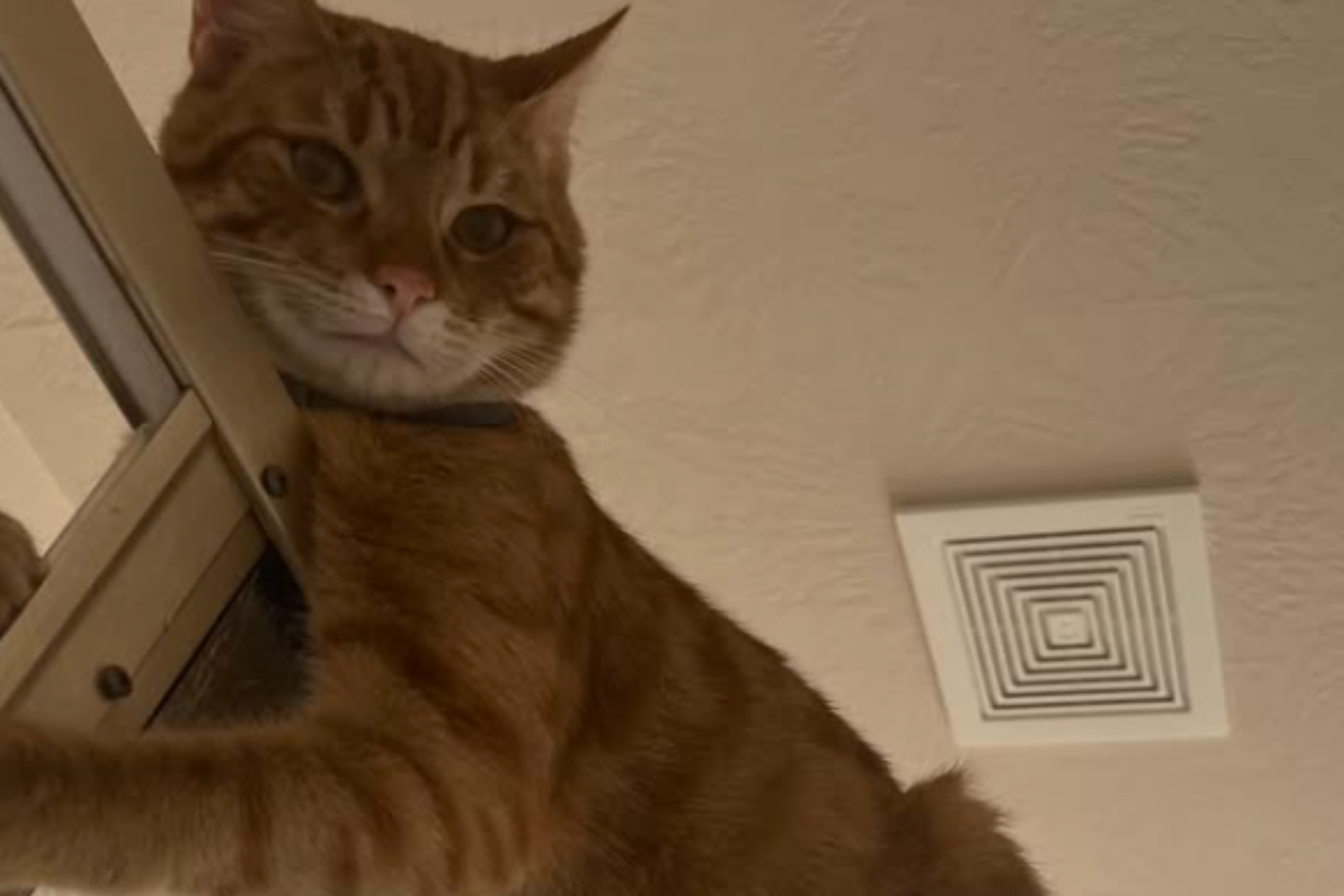 What Cat Does Whilst Owner Showers Leaves Internet in Stitches