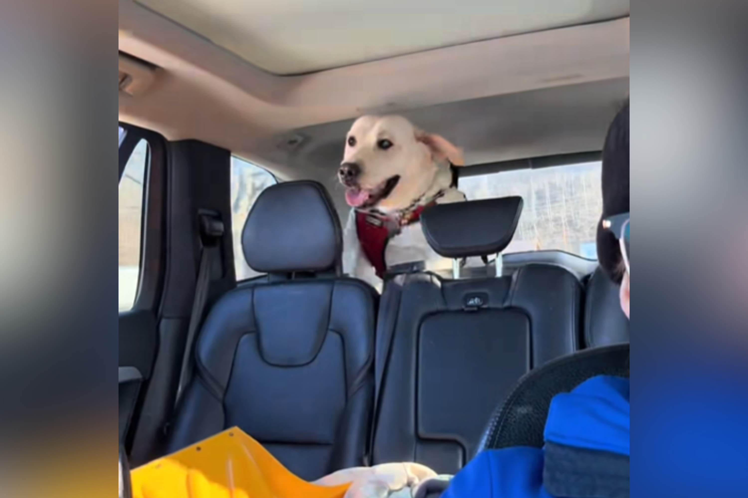 Golden Retriever Enjoying Road Trip As Usual—Until His Favorite Song Plays