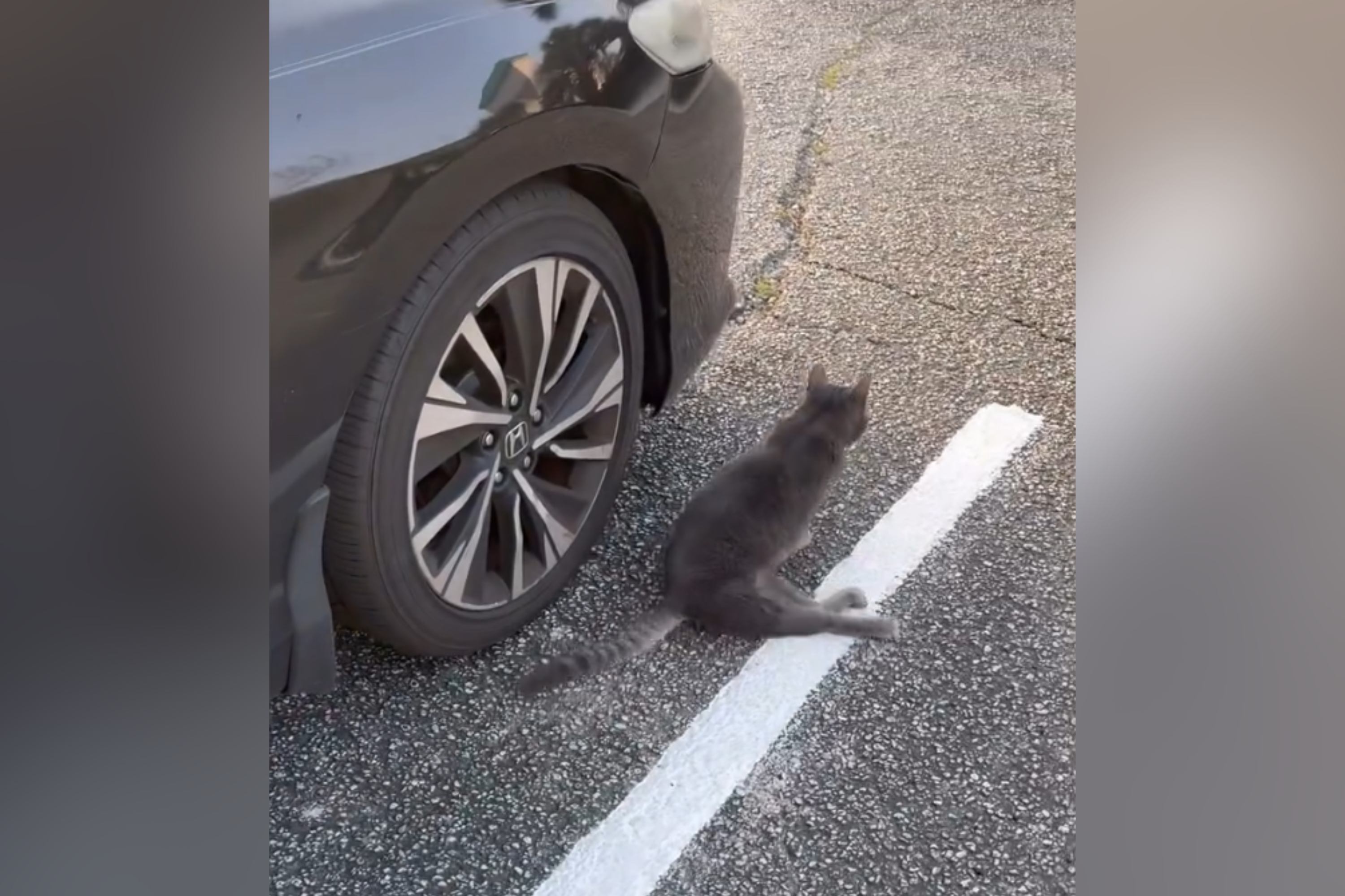 Tears at How Paralyzed Cat Takes Herself To Work Every Day: ‘Determined’