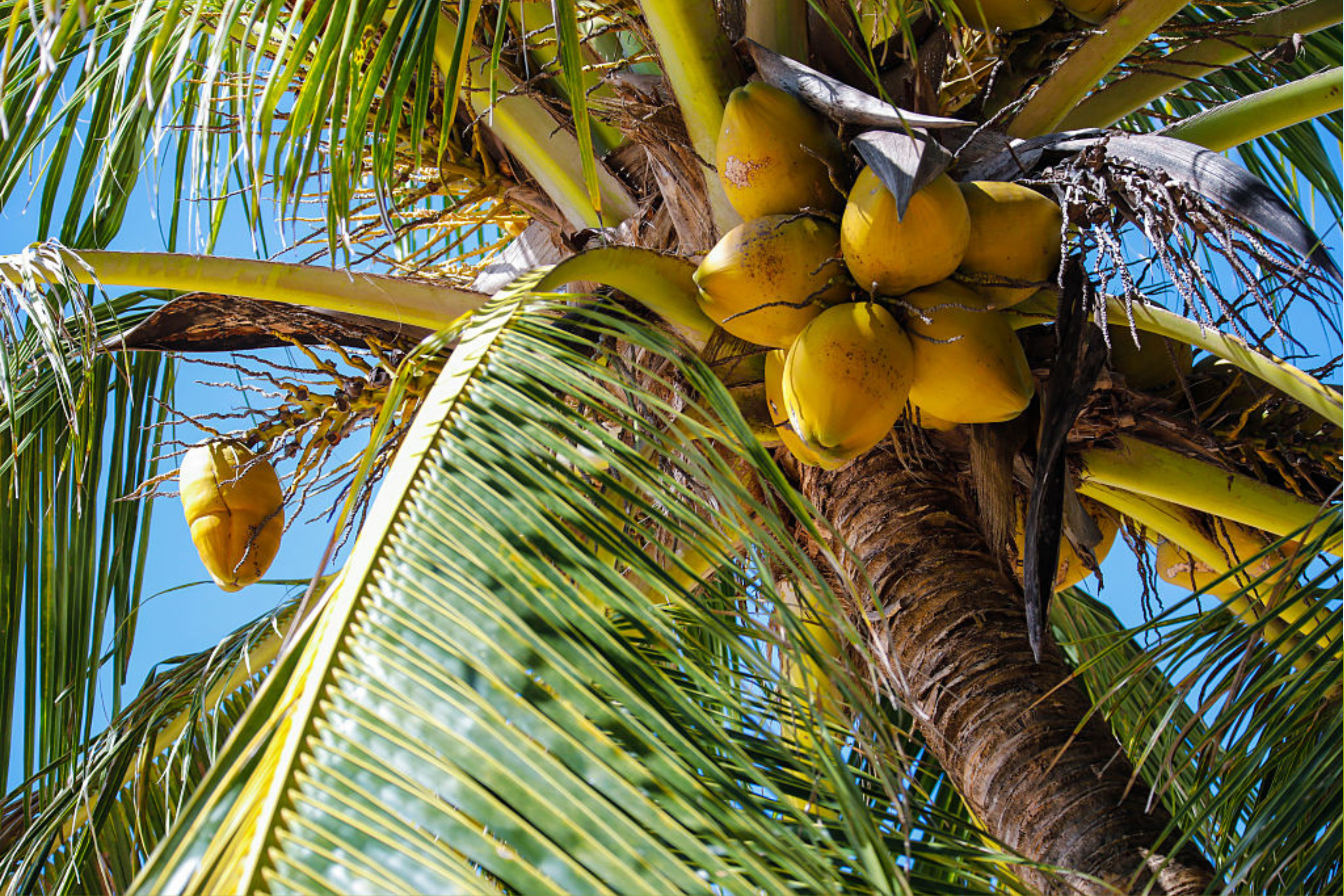 Coconut Water Recall Update As FDA Sets Risk Level
