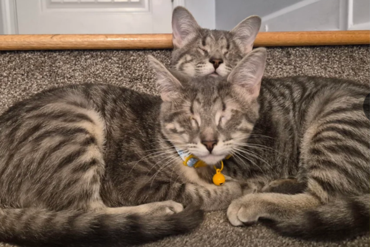 "Precious" eyeless kittens in need of home, one visit changes it all