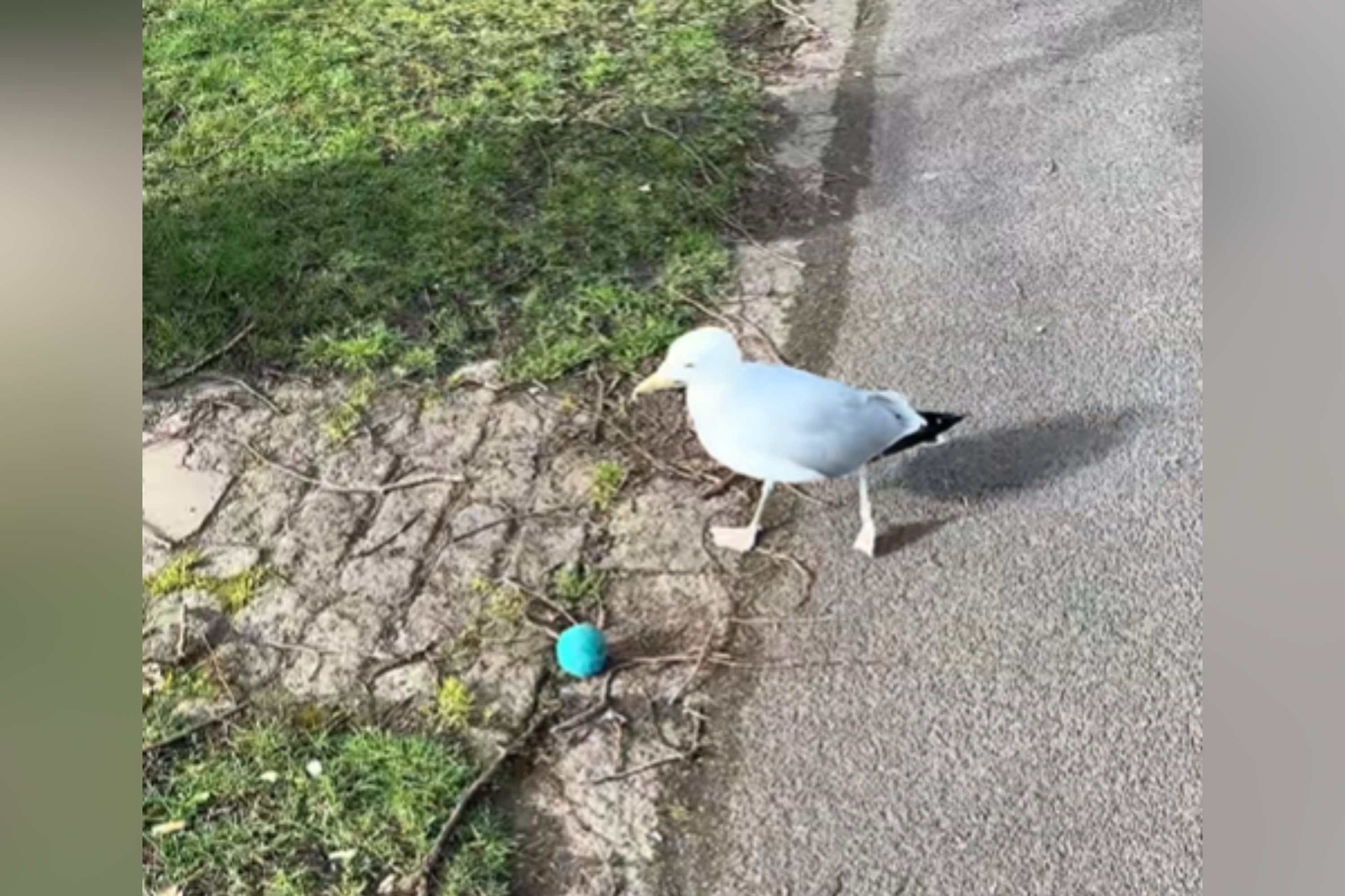 Woman Sees Seagull in Park—Could Not Predict What They’d End Up Doing