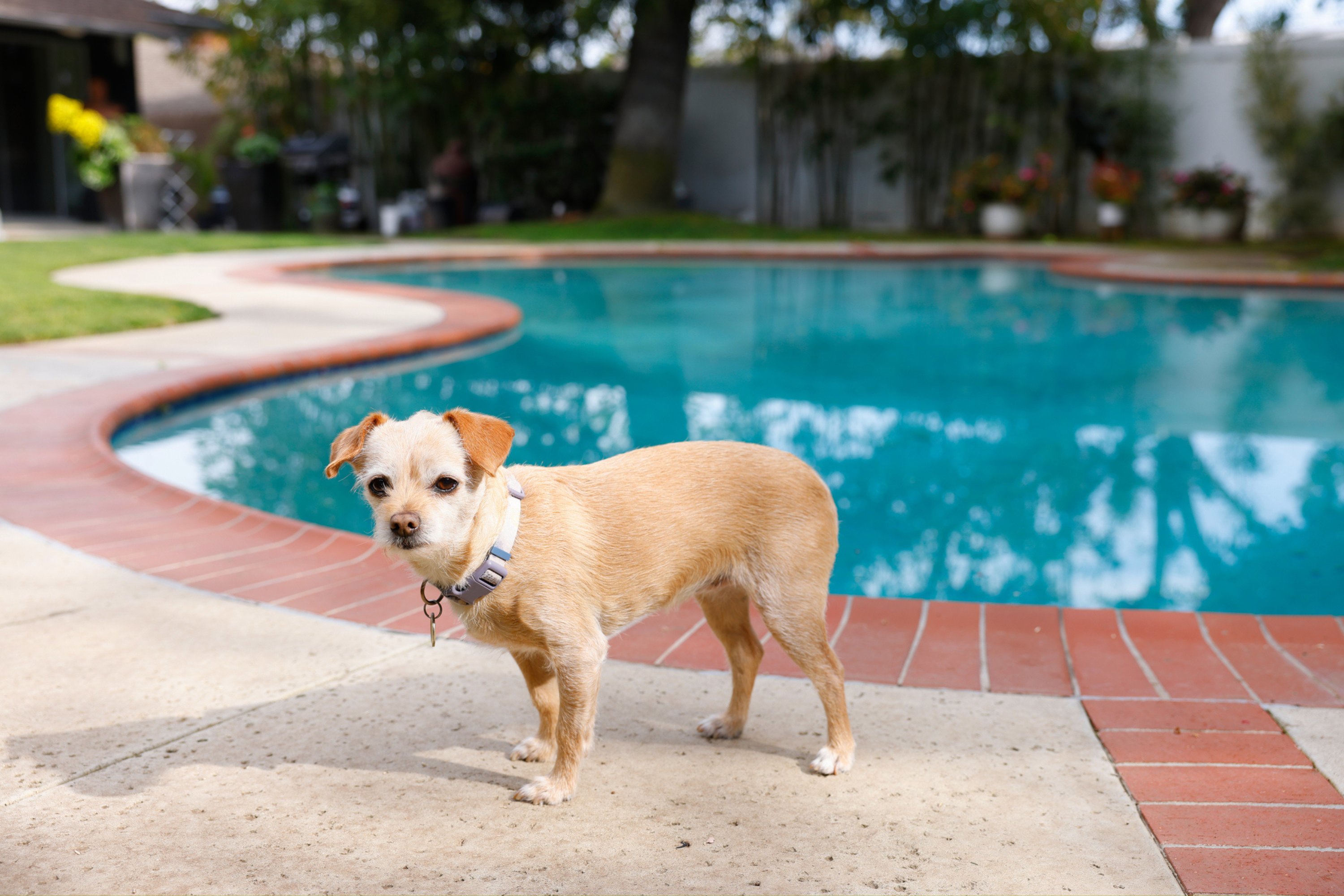 Woman Takes Her Dog on Walk, Unexpected Twist Leaves Them Saving a Life