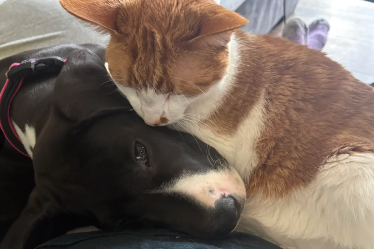 A New Chapter: Zazu the Cat Finds Friendship Again