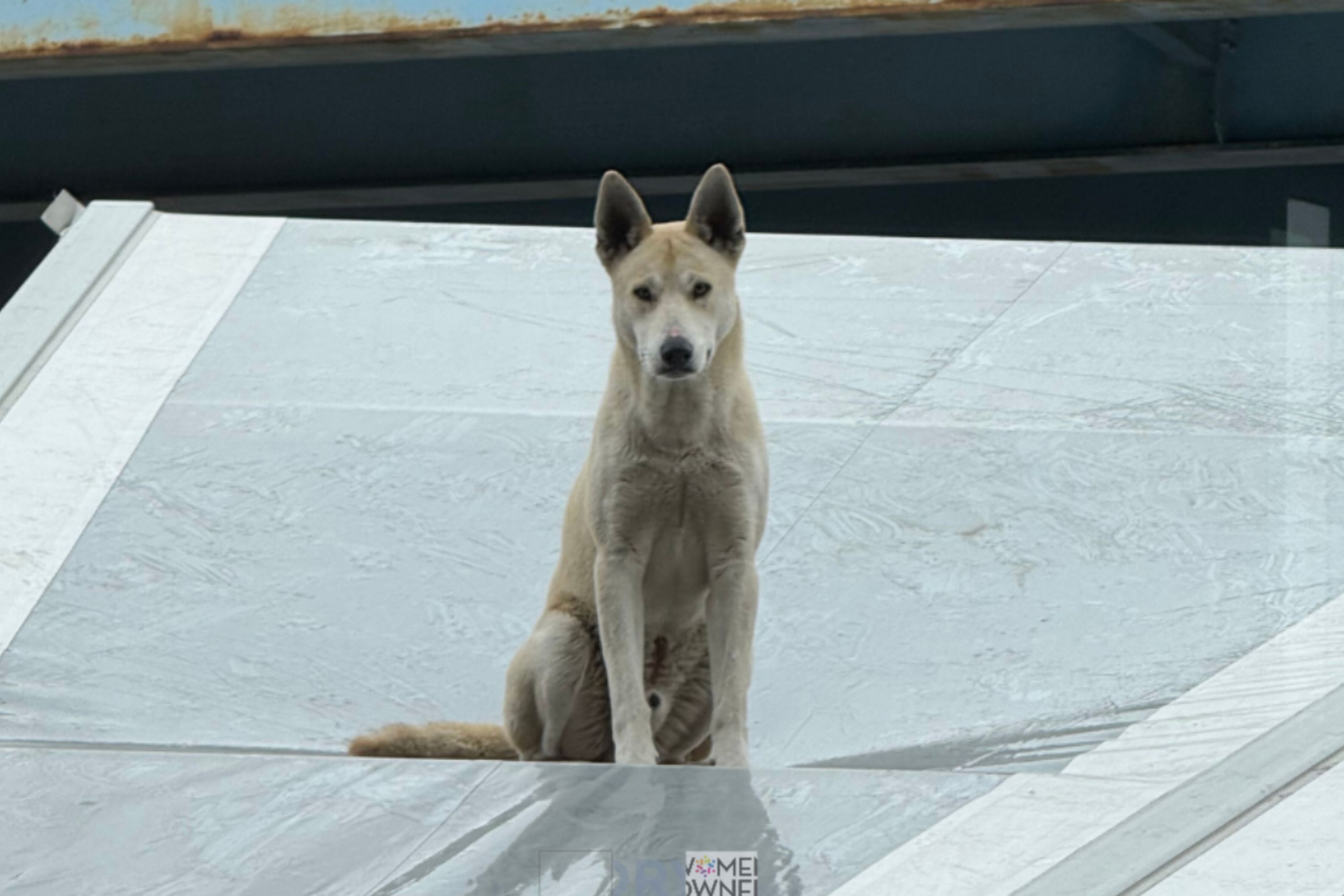 CCTV Captures Shocking Moment Stray Dog Falls Onto Distillery’s Roof