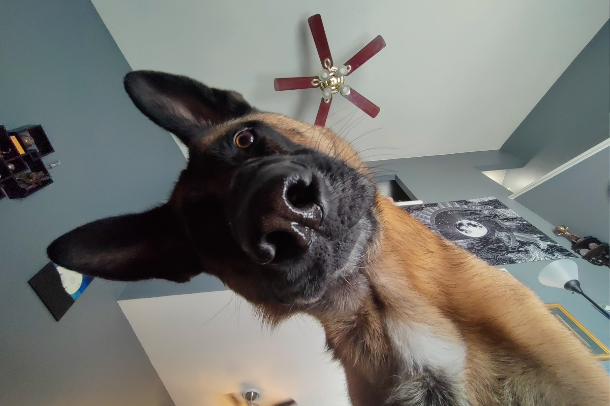 Hysterics at what 3-month-old puppy captures after stealing owner's phone