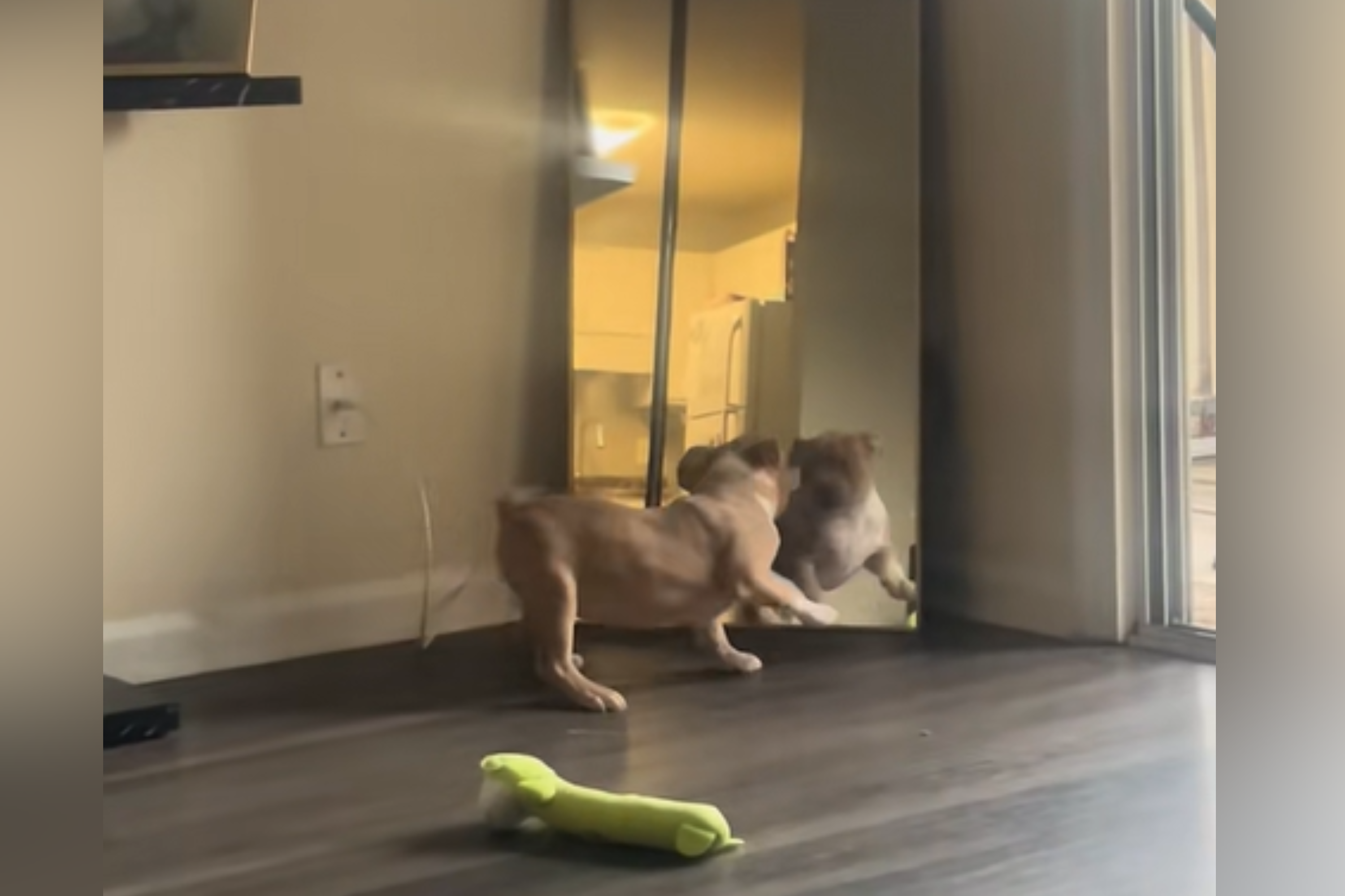 Owner Films Puppy First Day She Came Home—Shock at Change 6 Months Later