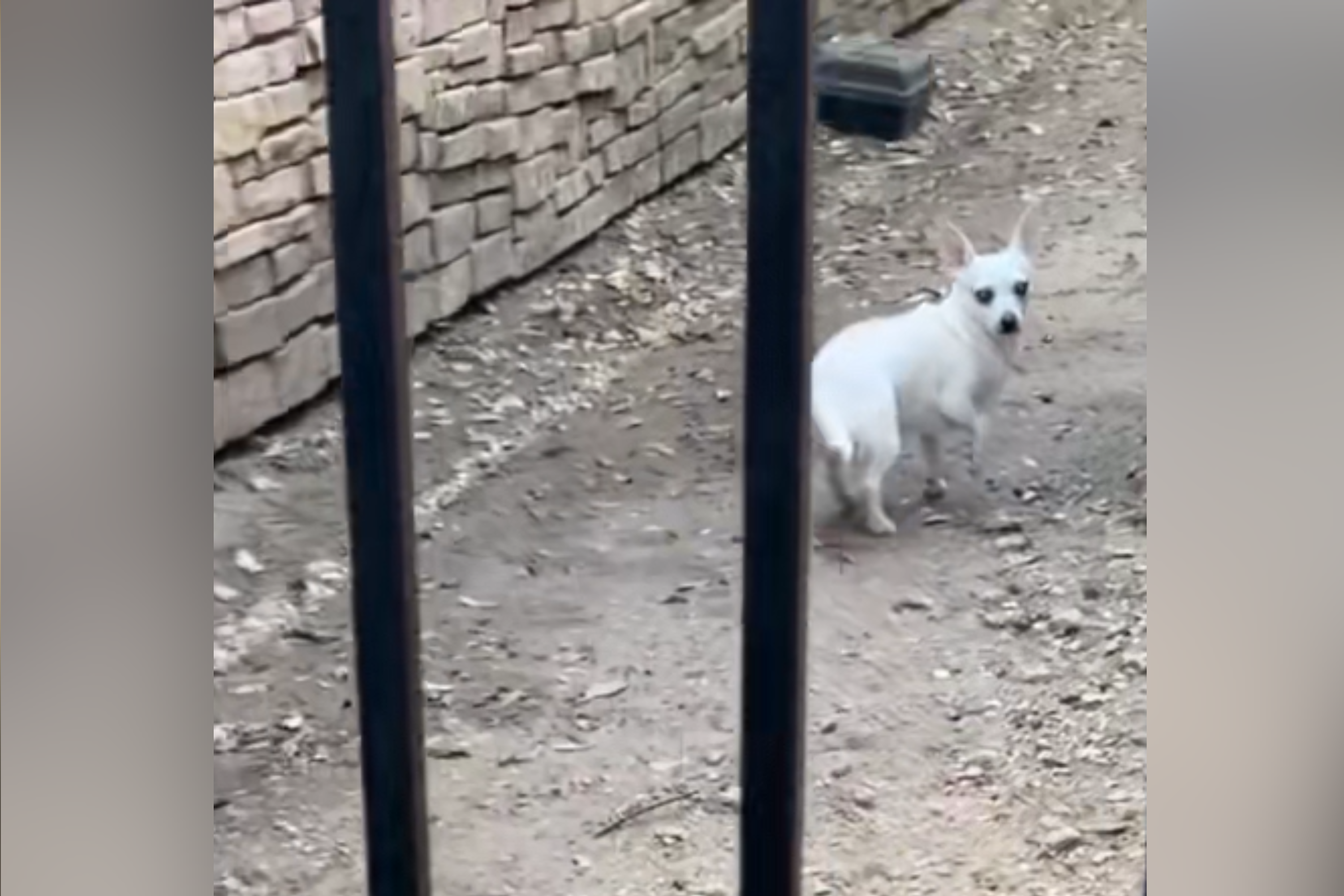 Owner Rescues Chihuahua—Can’t Believe What He Does in Home: ‘You’re Joking’