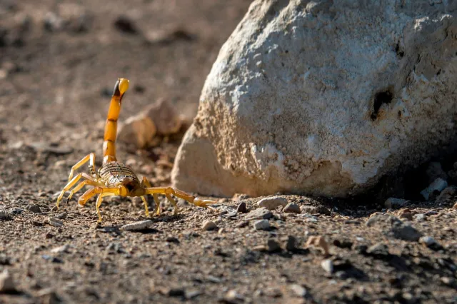 scorpion next to rock