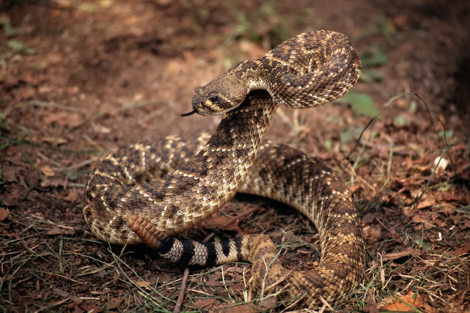 Rattlesnake in the desert