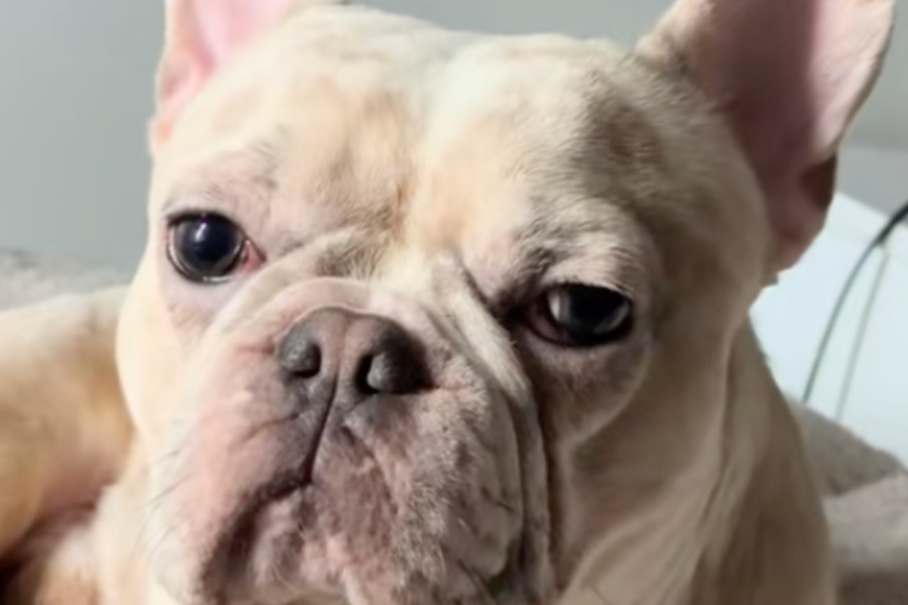 Puppy Takes ‘Small Tumble’ but Seems Fine—24 Hours Later Tragedy Strikes