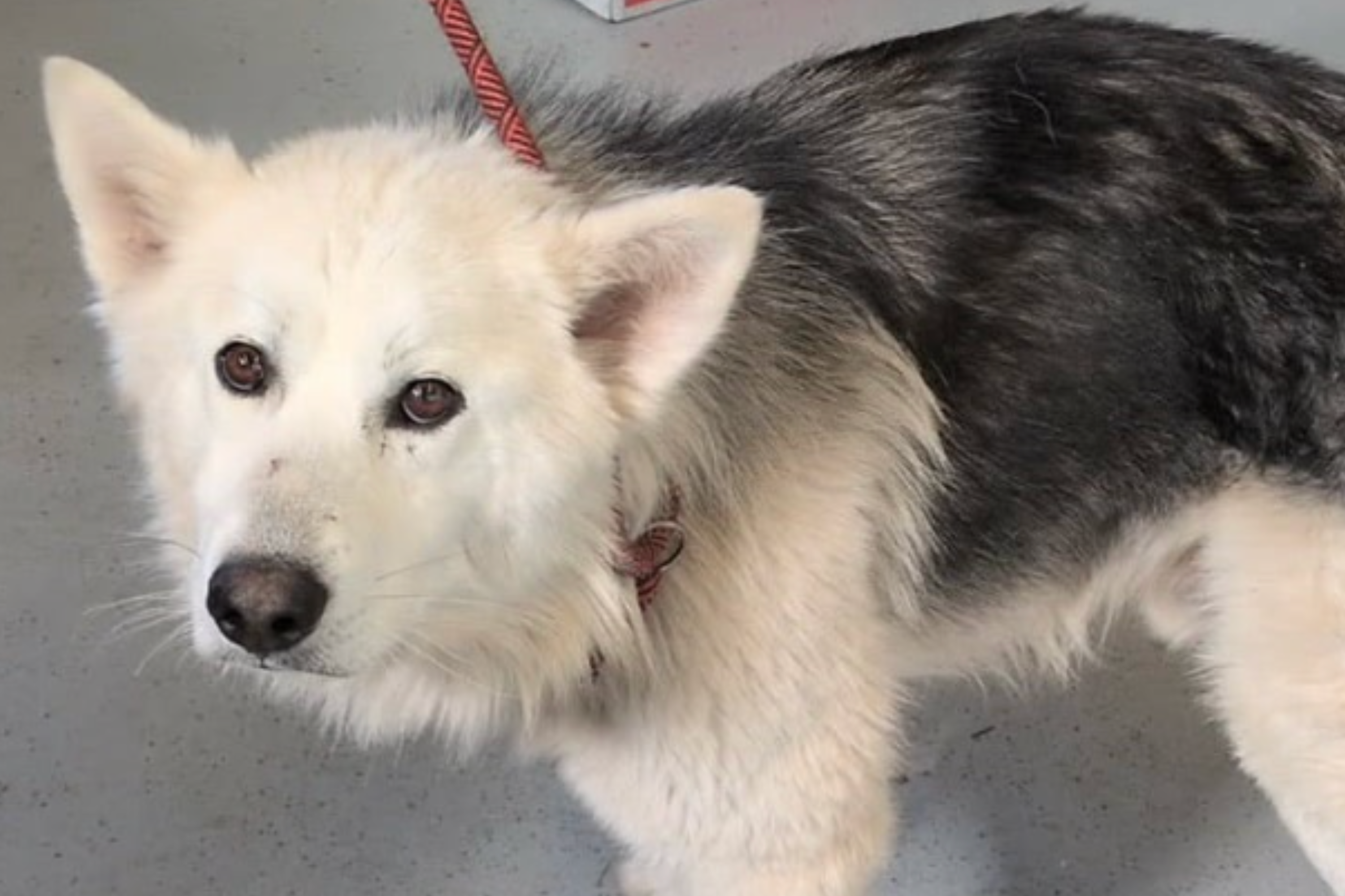 Stray Dog Shot Inches From His Heart Survives—His Shelter Photo Says It All