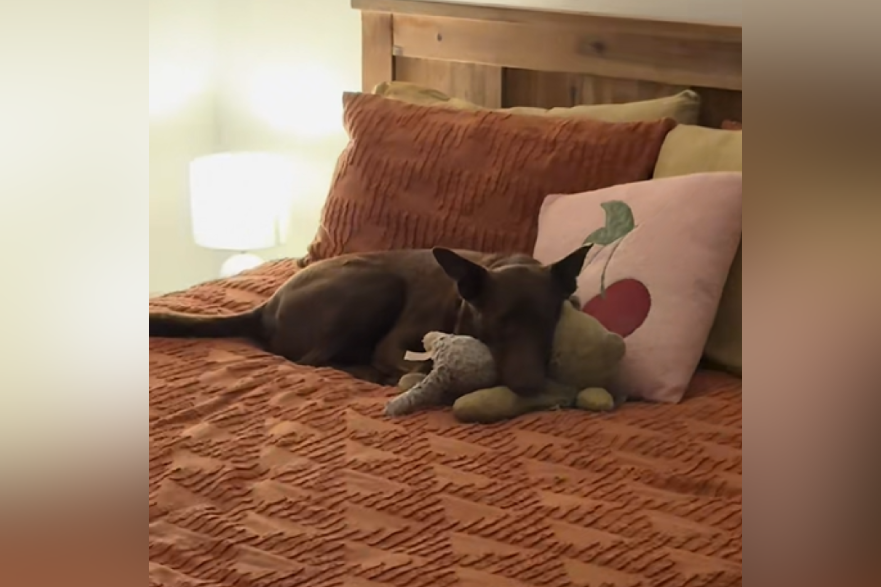 Tears at What One-Eyed Rescue Dog Does ‘Every Night’ in Forever Home