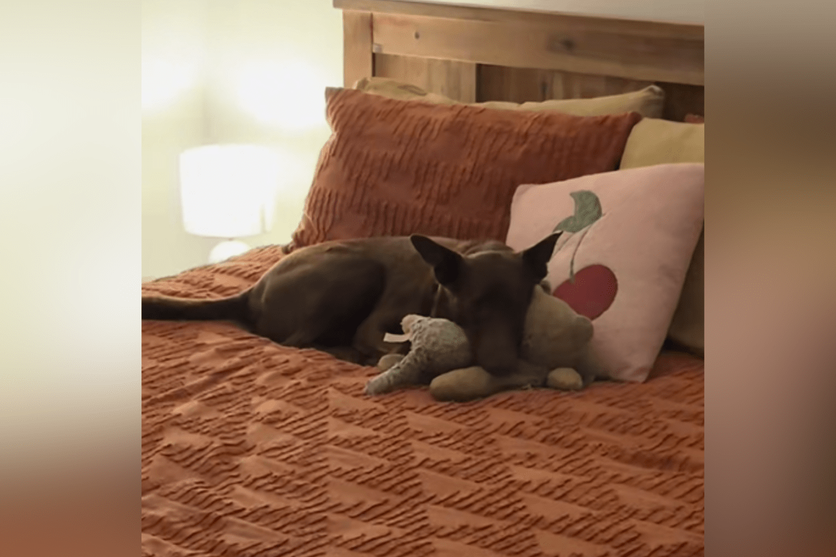 Tears at what one-eyed rescue dog does "every night" in forever home