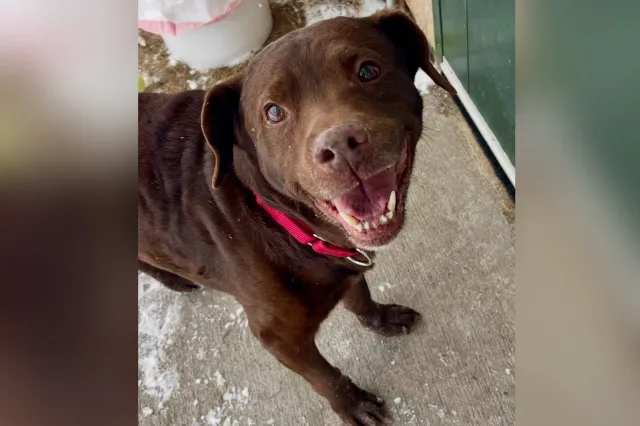 Senior dog smiles at camera