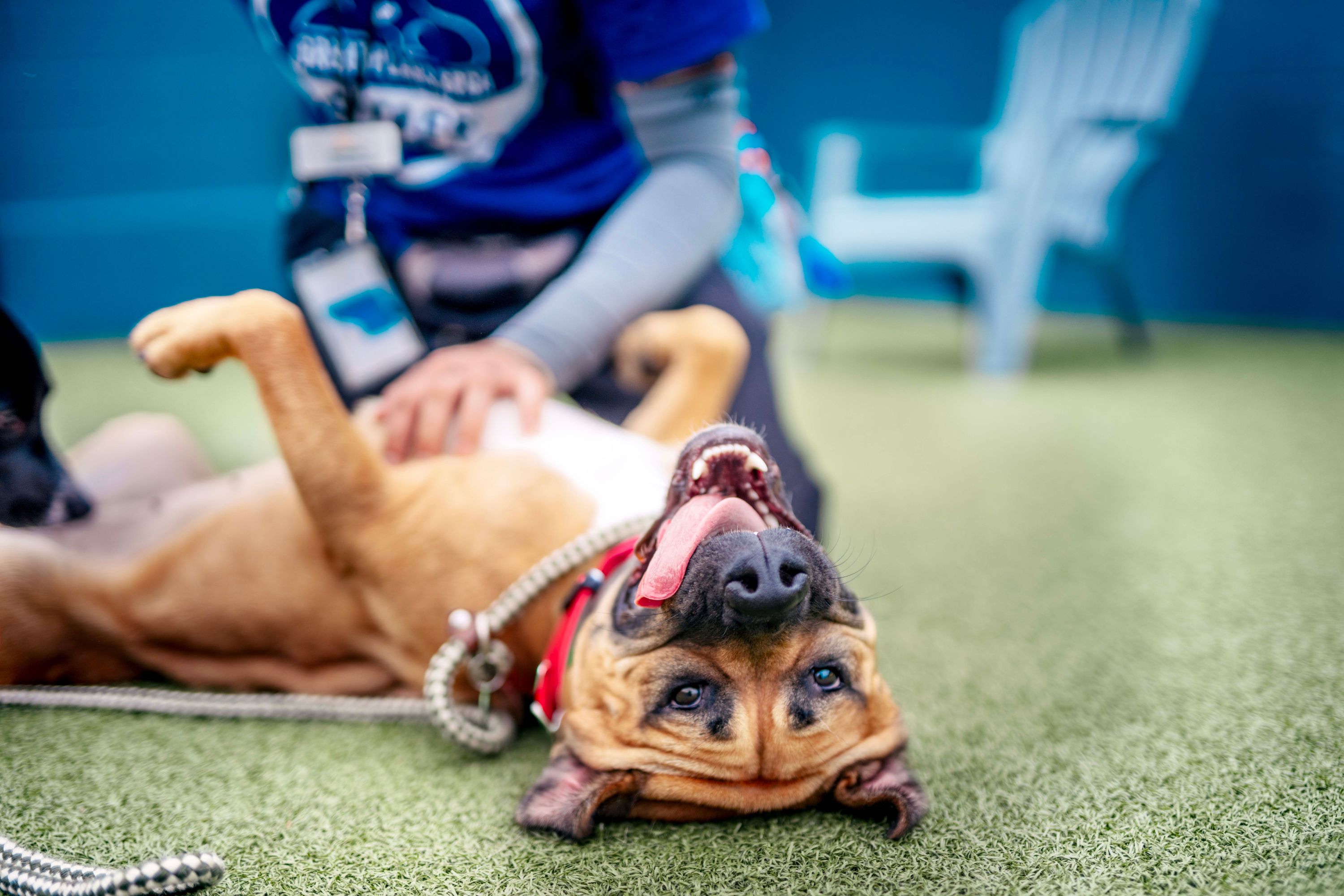 Young Americans Want Big Dogs—But There's One Obstacle Stopping Them