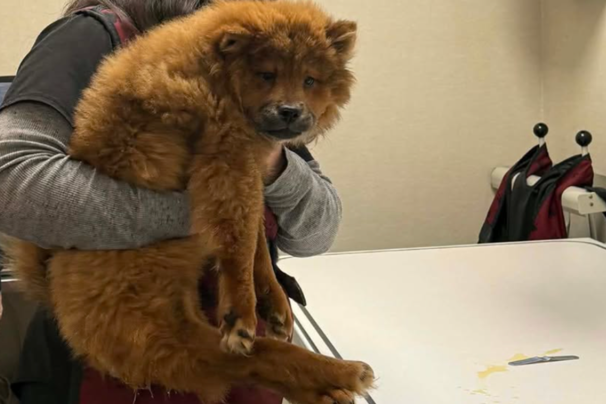 Puppy With Two Backwards Legs Breaks Hearts&mdash; & 039;Doing Everything We Can& 039;