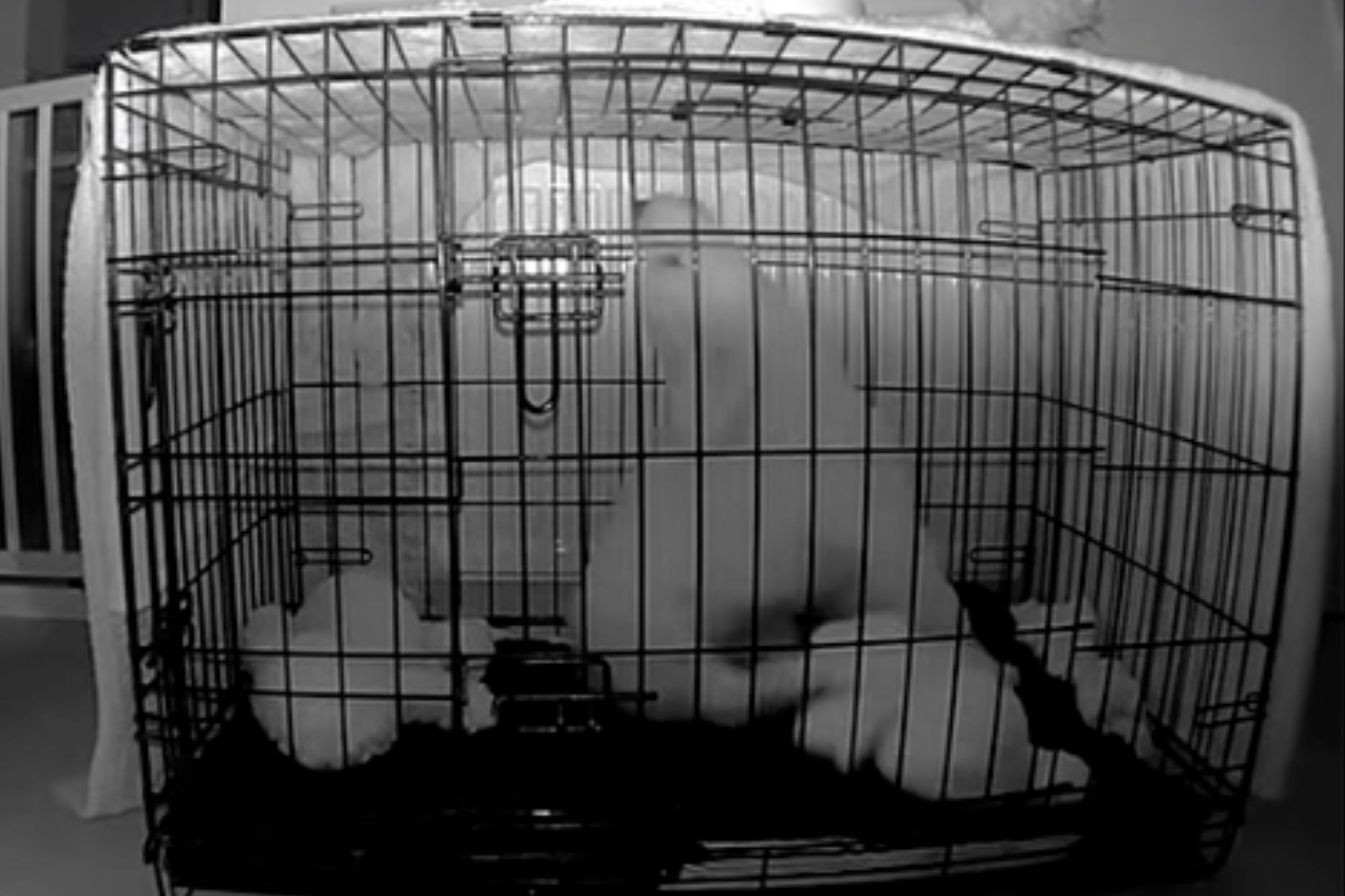 Owner Training Puppy to Use Crate—Then Watches ‘Horror Story’ on Pet Cam