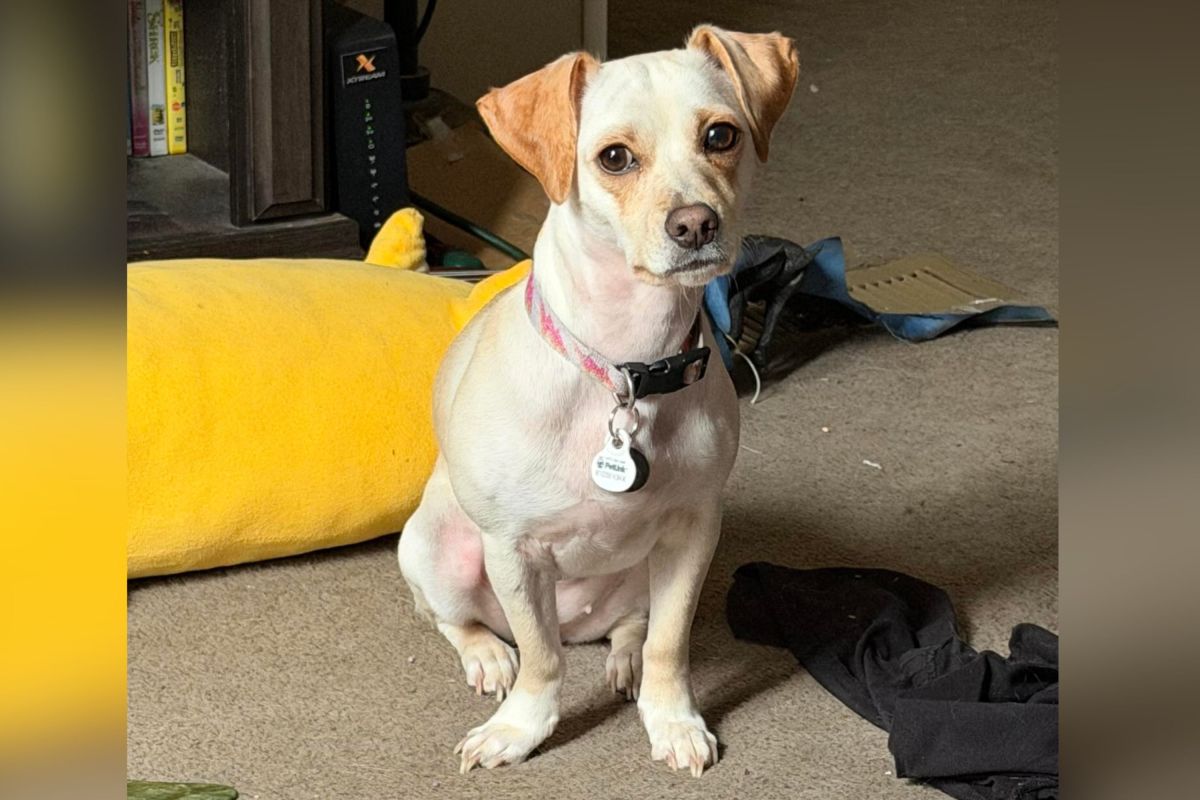 Owner rushes dog to emergency vet, spends $720 for hysterical diagnosis