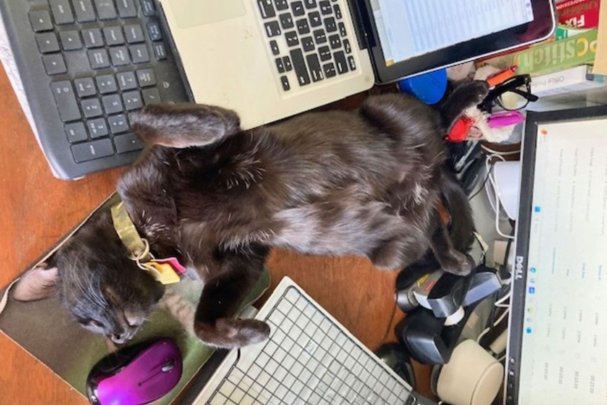 Black Cat Micromanaging Owner While She Works Wins Pet of the Week