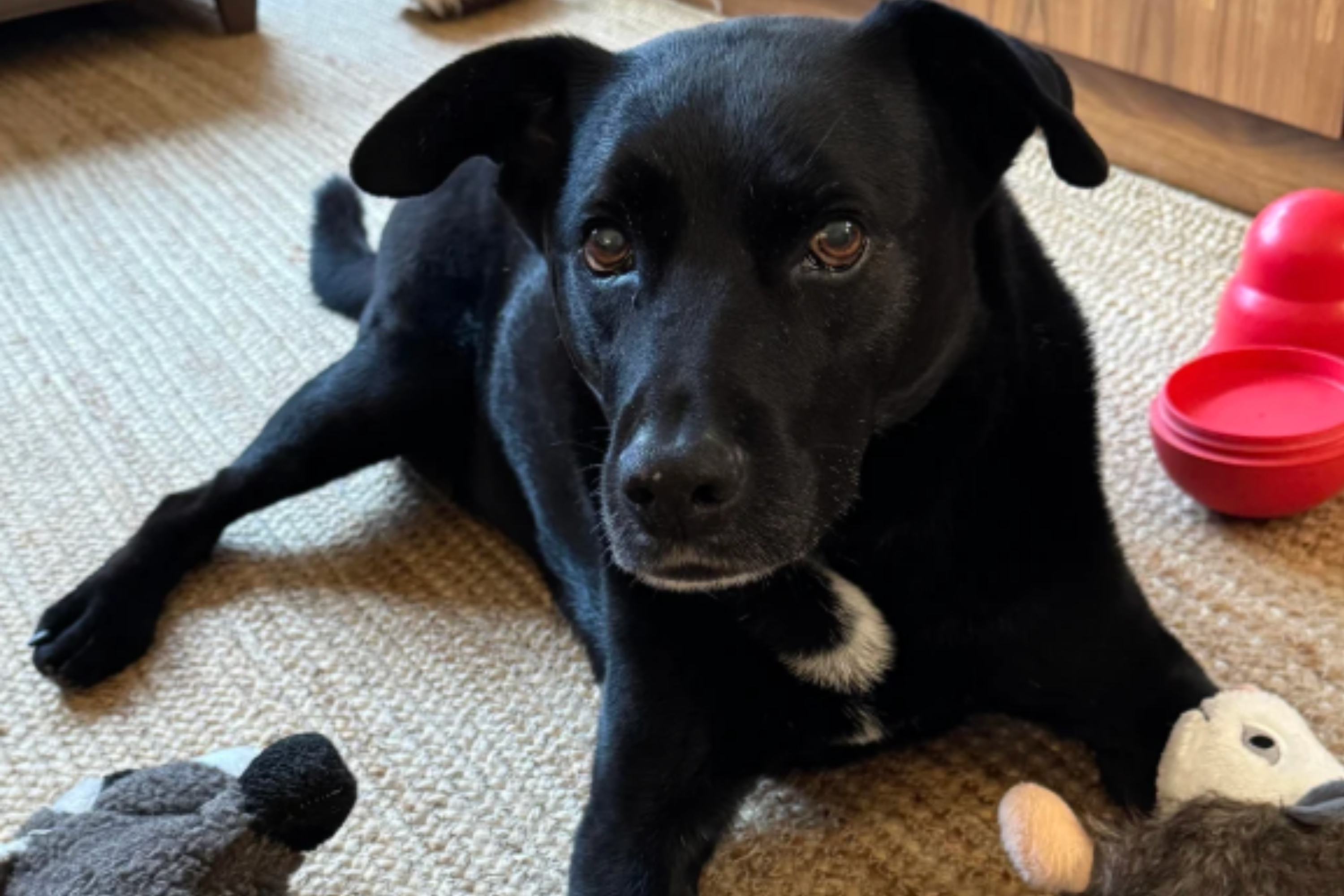 Owner Grieving Dog Receives Vet’s Condolences—Then Notices Something Off