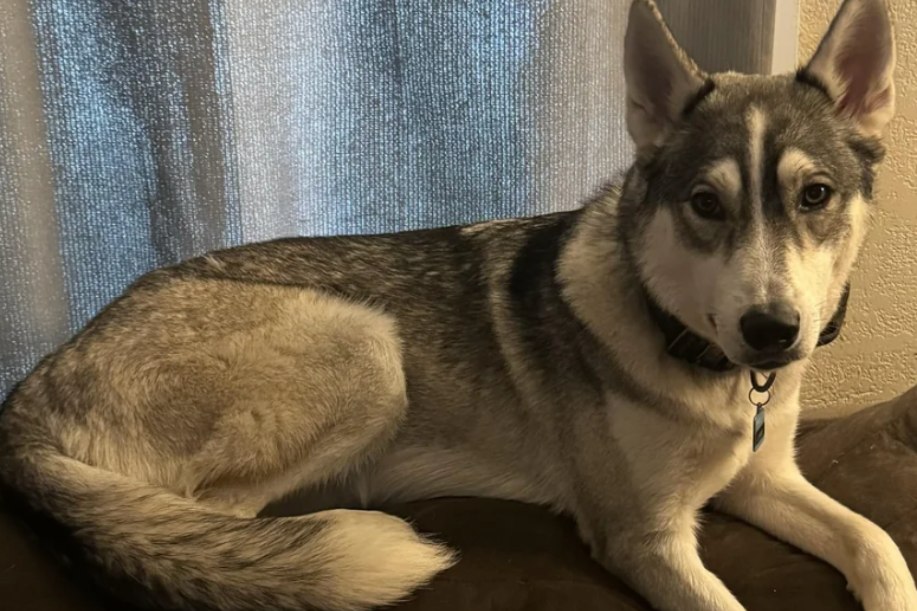 Dog Owner Bathing Husky Sees Police Arrive—Then Has a Realization