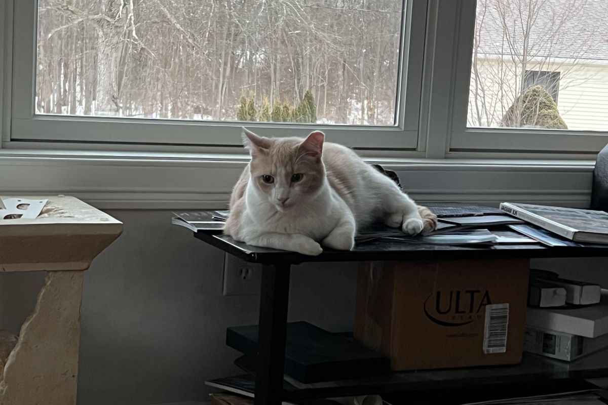 Owner Annoyed Cat Won’t Let Her Sleep—Then Realizes He Saved Their Lives