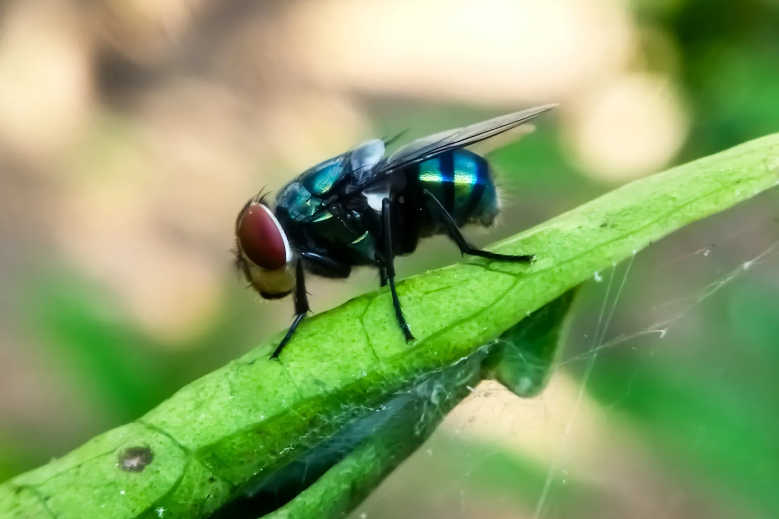 Slay Insect Flesh‑Eating Insect Eradicated From the US in 1966 Seen Nearing Border ...