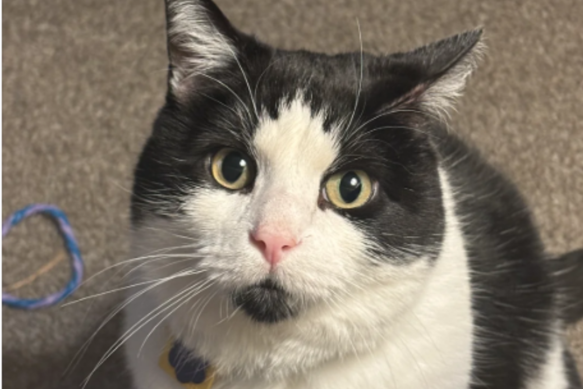 ‘Stubborn Dog Person’ Gets First Cat, Then Has Sudden Realization