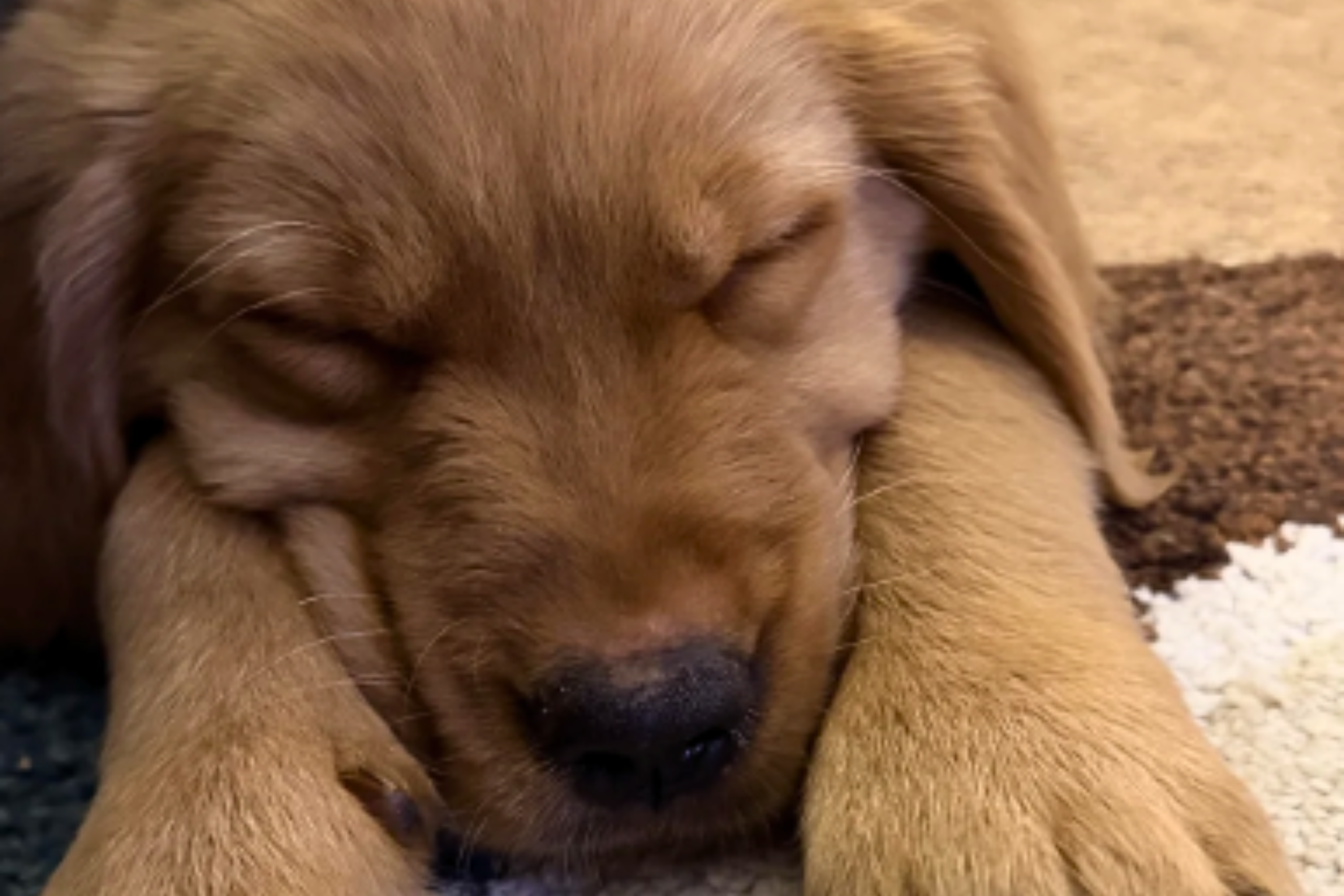 Golden Retriever Puppy Adopted at 9 Weeks Old, Then Owner Notices Something