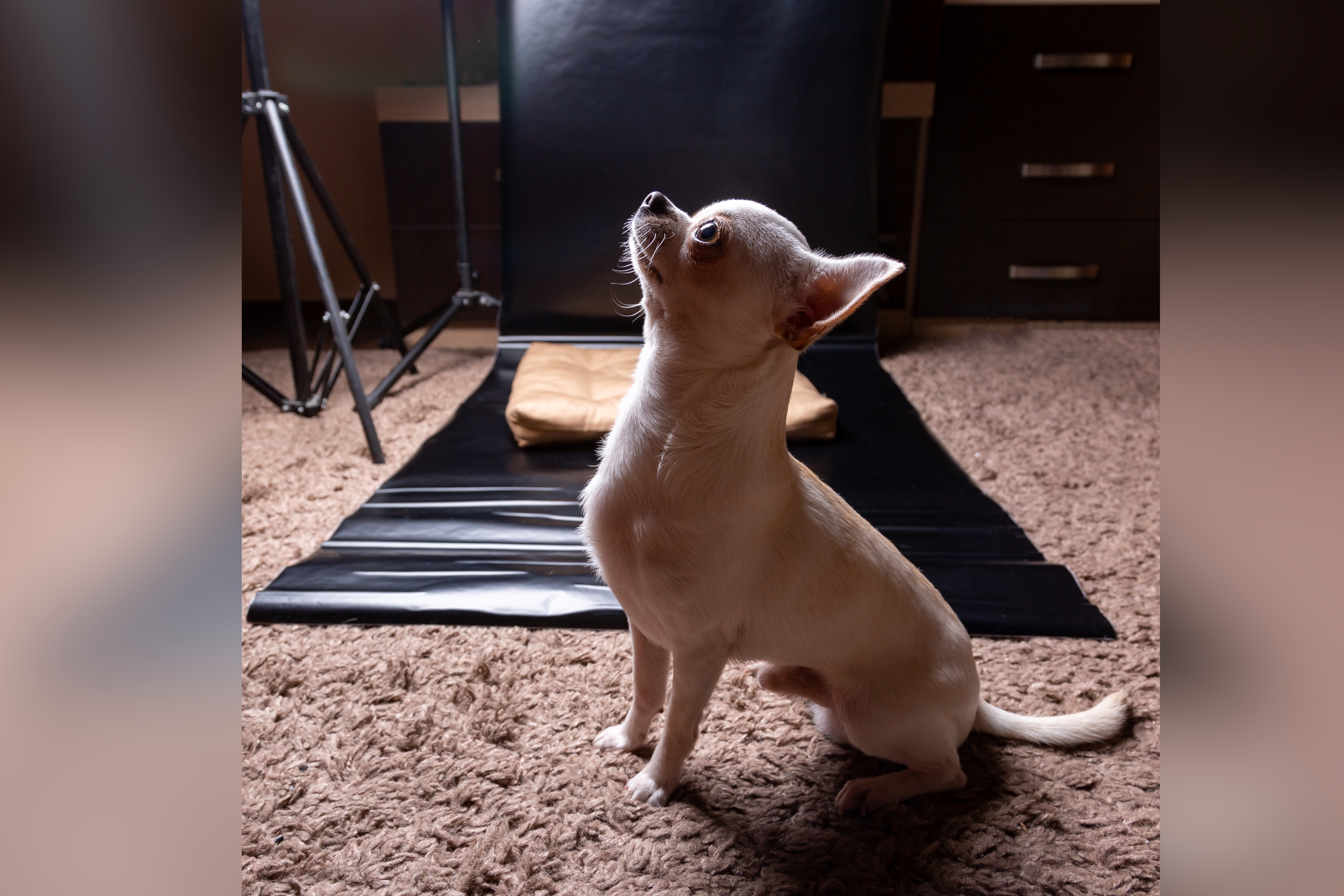 Chiweenie Has Professional Photo Shoot, Owner Notices Adorable Ear Problem