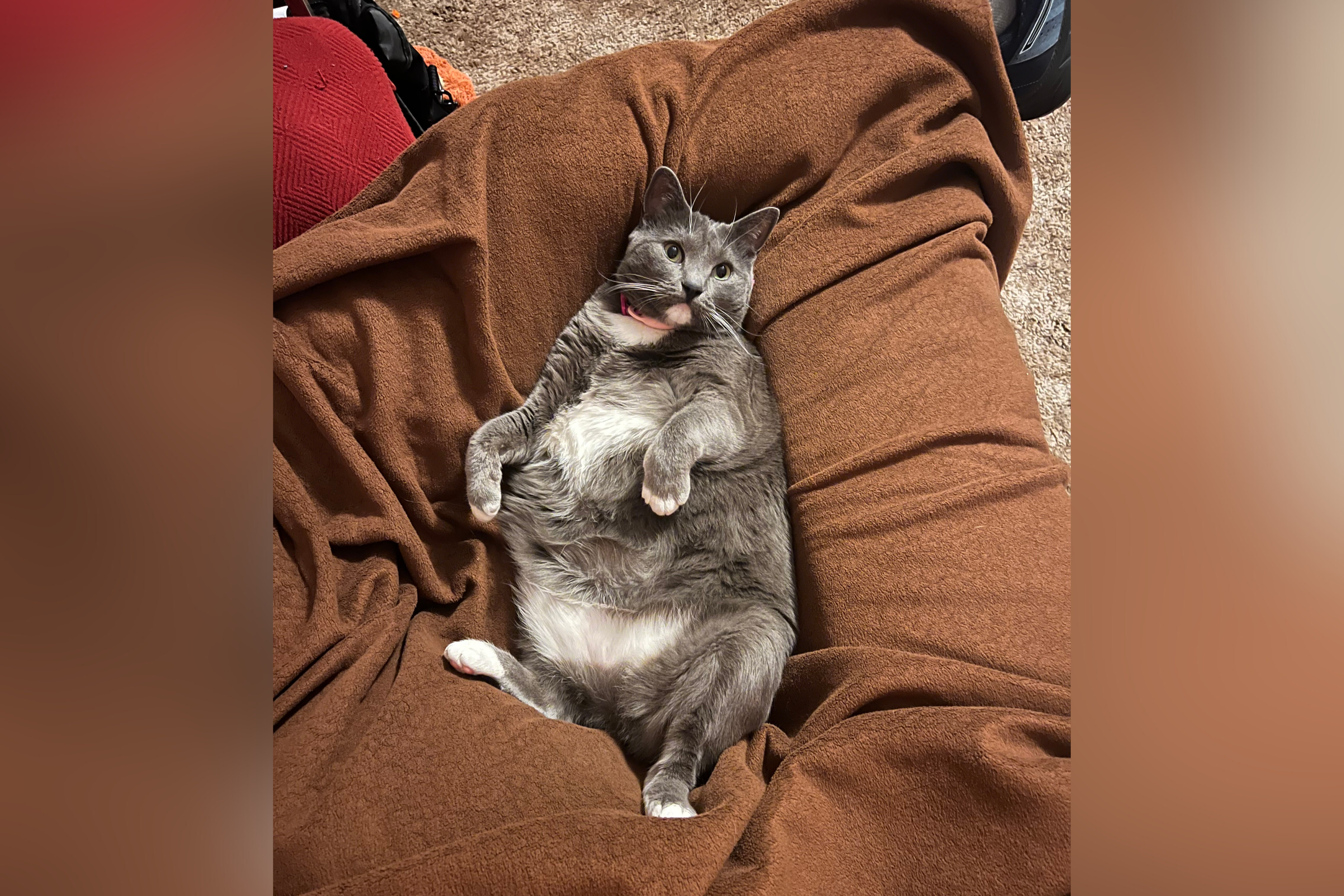 Owner Plans Vet Trip for ‘Very Sick’ Rescue Cat, Then Comes Huge Surprise