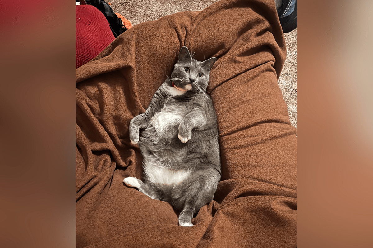 Owner plans vet trip for "very sick" rescue cat, then comes huge surprise