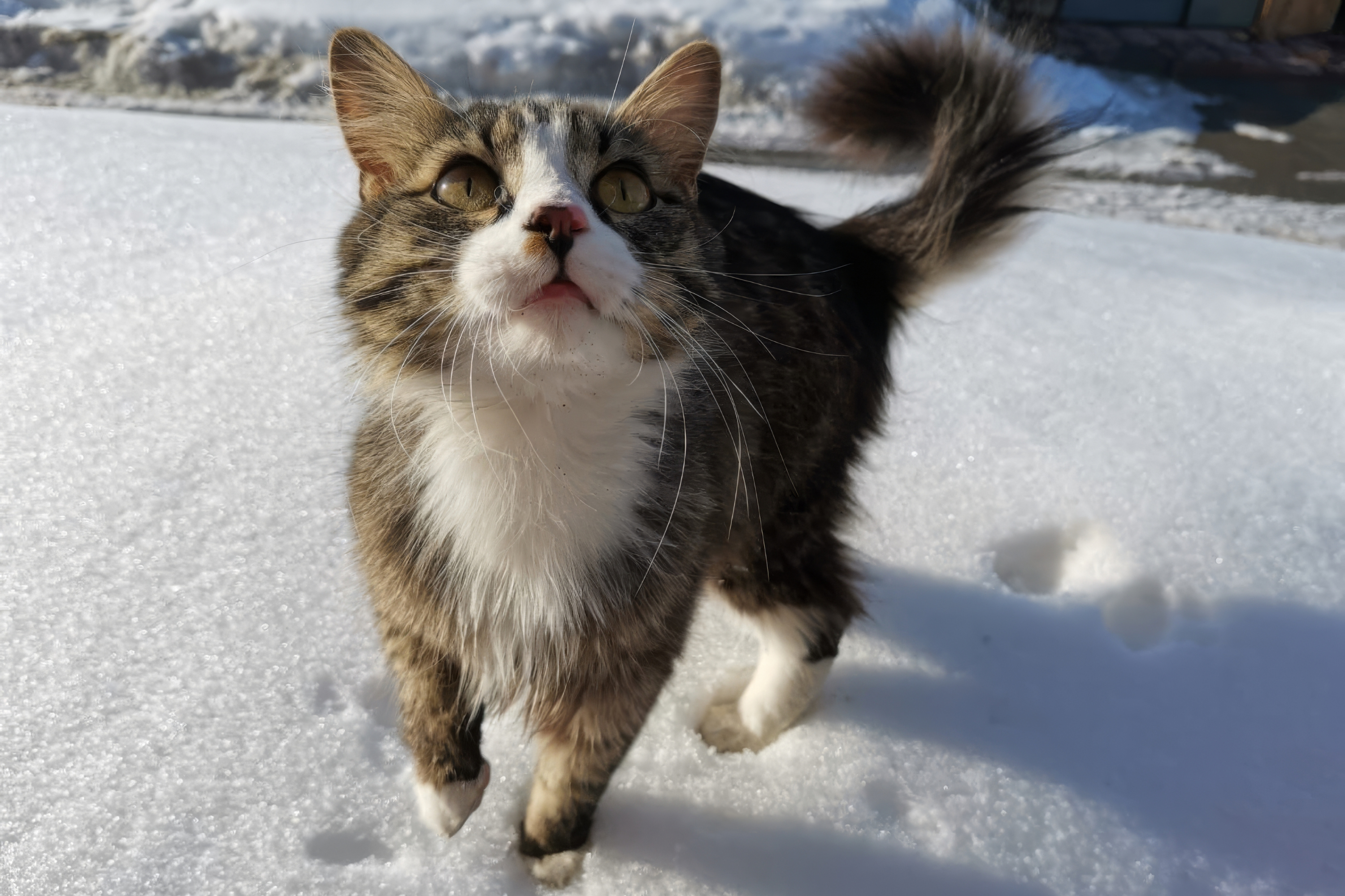 What Cat Does in Snowy Winter Storm Delights Viewers: 'So Brave'