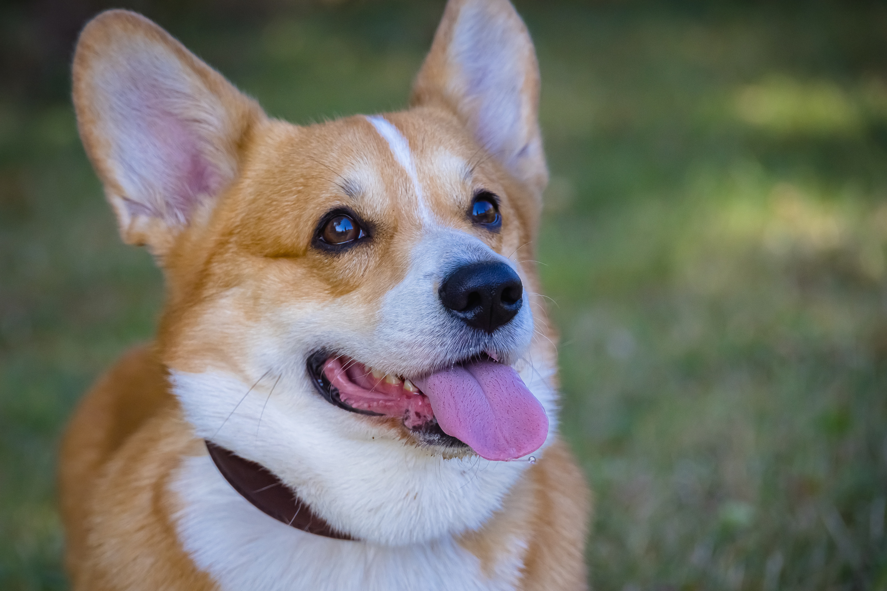 Corgi Leads Pack of Seven Dogs on 10-Mile Journey Home After Being Stolen