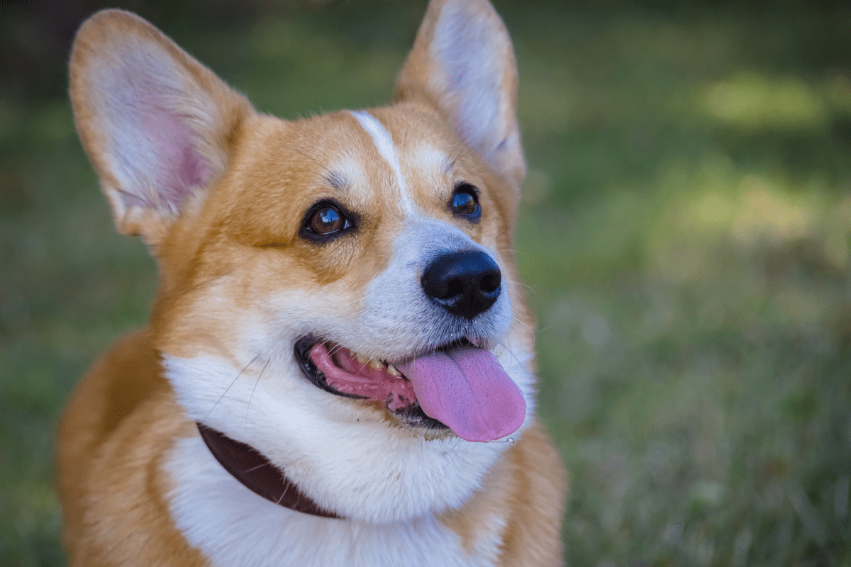 Corgi leads pack of seven dogs on 10-mile journey home after being stolen
