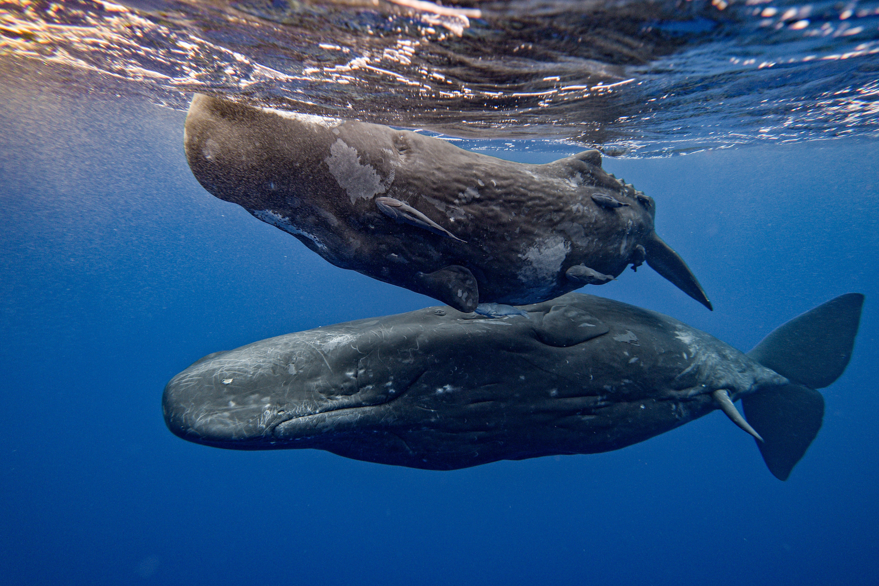 Sperm Whale Behavior Noted by 19th‑Century Sailors Finally Caught on Camera