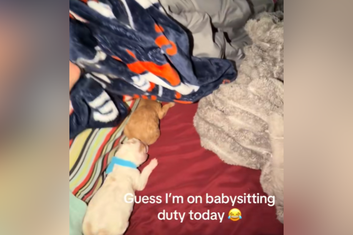 Goldendoodle Dropping Her Puppies Off at 'Grandma’s' Melts Hearts