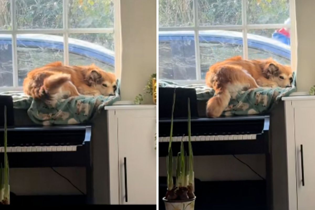 Owner not prepared for what rescue dog does every time she looks at her