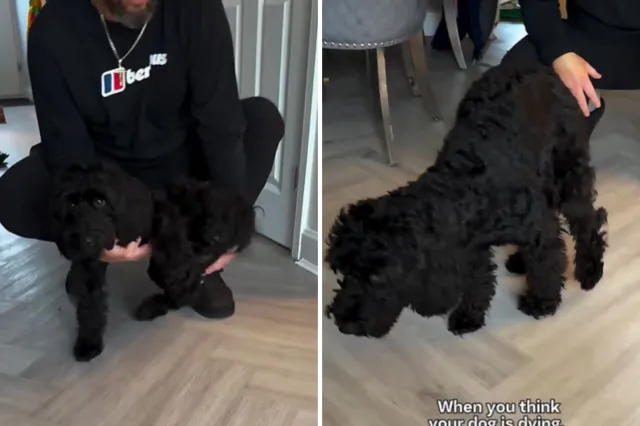Cockapoo faking limp